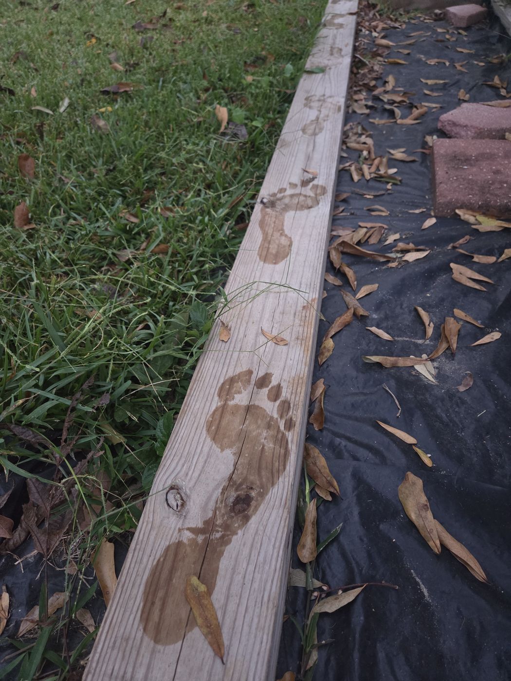 Wet bare footprints on a wooden garden-bed beam beside grass and fallen leaves